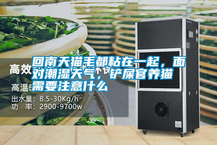 回南天貓毛都粘在一起,面對潮濕天氣,鏟屎官養貓需要注意什么