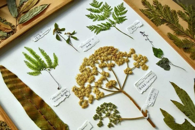 潮濕對動植物標本的影響 潮濕對動植物標本的影響