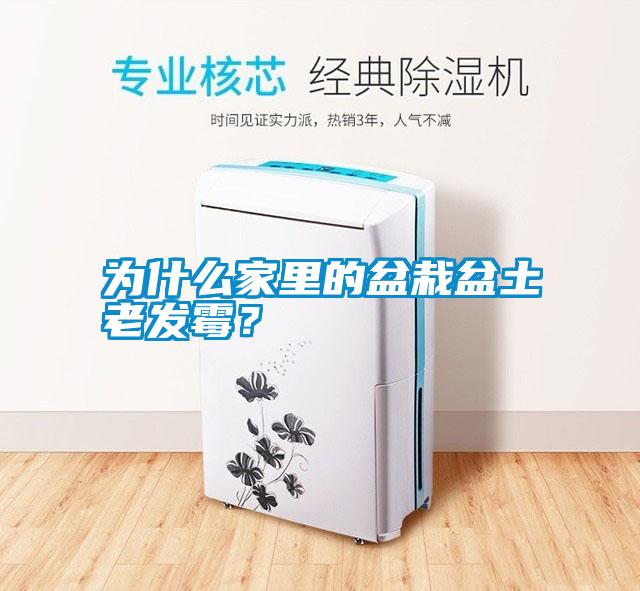 為什么家里的盆栽盆土老發霉?