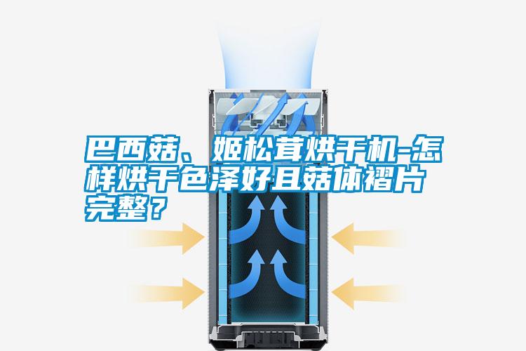 巴西菇、姬松茸烘干機-怎樣烘干色澤好且菇體褶片完整?