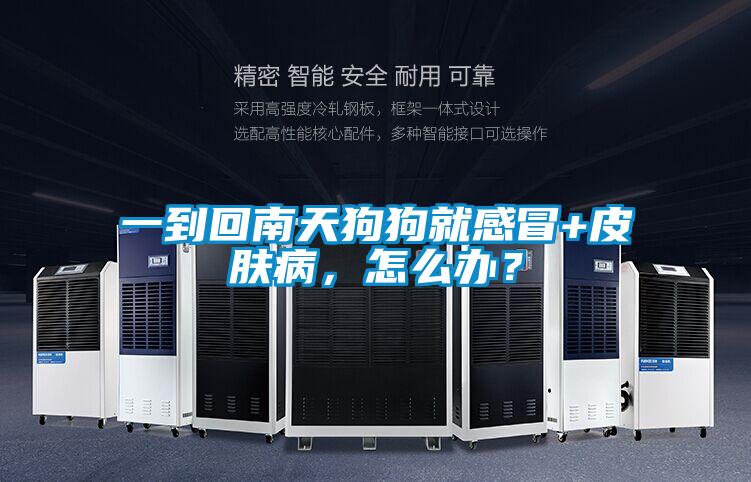 一到回南天狗狗就感冒+皮膚病,怎么辦?
