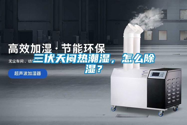 三伏天悶熱潮濕，怎么除濕？