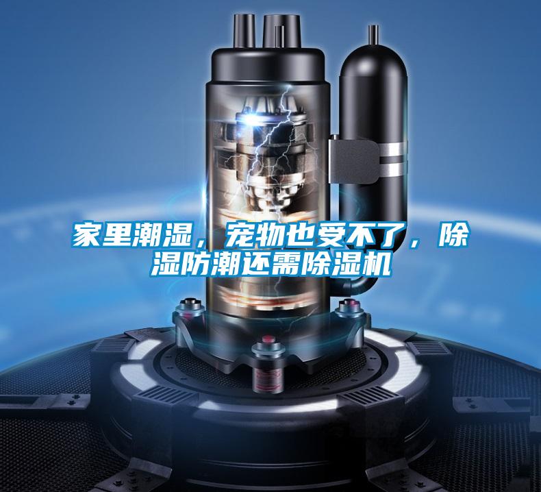 家里潮濕，寵物也受不了，除濕防潮還需除濕機