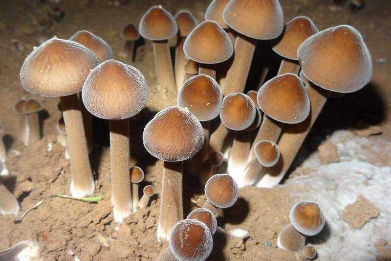 加濕器控濕讓食用菌健康成長 食用菌加濕器 加濕器控濕讓食用菌健康成長 食用菌加濕器