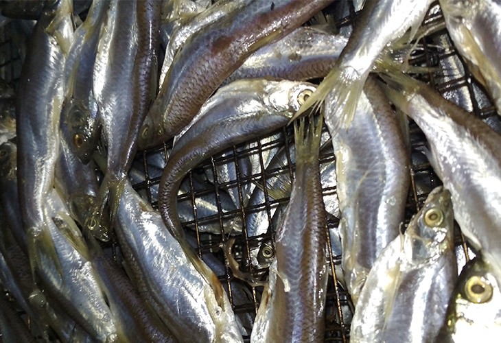 浙江舟山市普陀區(qū)量產(chǎn)千斤小魚魚類烘干房 浙江舟山市普陀區(qū)量產(chǎn)千斤小魚魚類烘干房