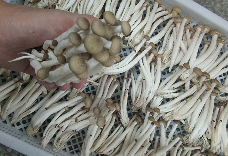 湖北佳潤(rùn)食用菌專業(yè)合作社食用菌種植戶種植基地食用菌小型烘干機(jī) 湖北佳潤(rùn)食用菌專業(yè)合作社食用菌種植戶種植基地食用菌小型烘干機(jī)