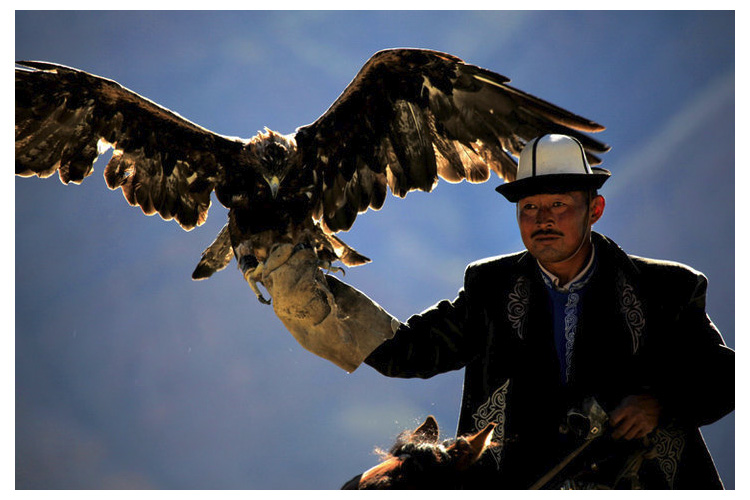 除濕機(jī)對(duì)獵鷹繁殖的濕度控制 除濕機(jī)對(duì)獵鷹繁殖的濕度控制