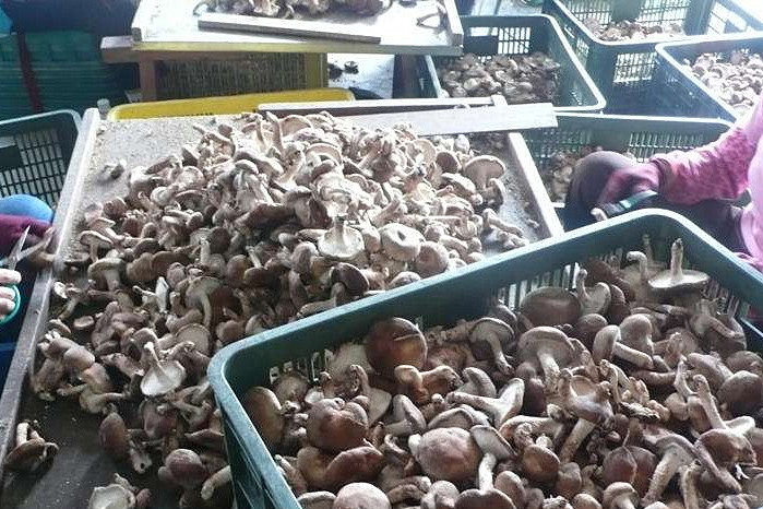 香菇烘干機專注蘑菇低成本智能烘干! 香菇烘干機專注蘑菇低成本智能烘干!