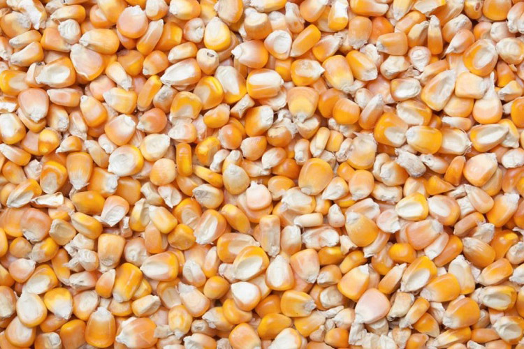 除濕機預防玉米發霉避免家畜中毒 除濕機預防玉米發霉避免家畜中毒