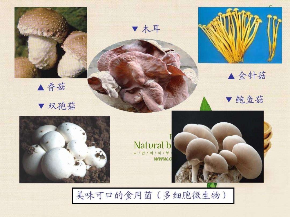 安詩(shī)曼香菇食用菌烘干除濕干燥解決方案 安詩(shī)曼香菇食用菌烘干除濕干燥解決方案